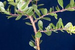 Arctostaphylos uva-ursi (IMG_0238.jpg)