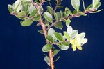 Arctostaphylos uva-ursi (IMG_0239.jpg)