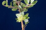 Arctostaphylos uva-ursi (IMG_0240.jpg)