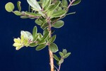 Arctostaphylos uva-ursi (IMG_0242.jpg)