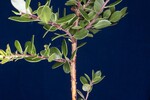 Arctostaphylos uva-ursi (IMG_0244.jpg)
