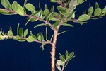 Arctostaphylos uva-ursi (IMG_0245.jpg)
