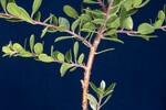 Arctostaphylos uva-ursi (IMG_0246.jpg)