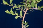 Arctostaphylos uva-ursi (IMG_0248.jpg)