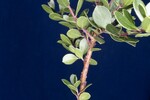 Arctostaphylos uva-ursi (IMG_0251.jpg)