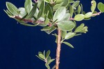 Arctostaphylos uva-ursi (IMG_0254.jpg)