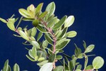 Arctostaphylos uva-ursi (IMG_0255.jpg)