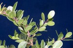 Arctostaphylos uva-ursi (IMG_0256.jpg)