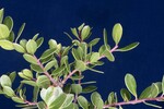 Arctostaphylos uva-ursi (IMG_0258.jpg)