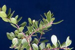 Arctostaphylos uva-ursi (IMG_0259.jpg)