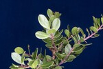 Arctostaphylos uva-ursi (IMG_0262.jpg)