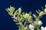 Arctostaphylos uva-ursi (IMG_0271.jpg)