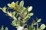 Arctostaphylos uva-ursi (IMG_0276.jpg)