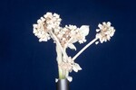 Eriogonum latifolium (IMG_0004.jpg)