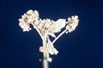 Eriogonum latifolium (IMG_0005.jpg)