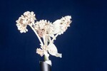 Eriogonum latifolium (IMG_0006.jpg)