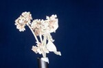 Eriogonum latifolium (IMG_0007.jpg)