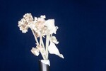 Eriogonum latifolium (IMG_0008.jpg)