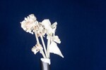 Eriogonum latifolium (IMG_0010.jpg)