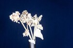 Eriogonum latifolium (IMG_0011.jpg)