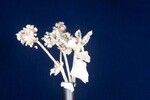 Eriogonum latifolium (IMG_0012.jpg)