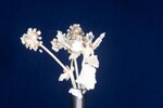 Eriogonum latifolium (IMG_0013.jpg)