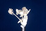 Eriogonum latifolium (IMG_0014.jpg)