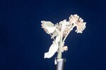 Eriogonum latifolium (IMG_0017.jpg)