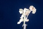 Eriogonum latifolium (IMG_0018.jpg)