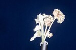 Eriogonum latifolium (IMG_0019.jpg)