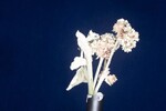 Eriogonum latifolium (IMG_0020.jpg)