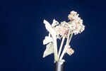 Eriogonum latifolium (IMG_0021.jpg)