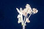 Eriogonum latifolium (IMG_0022.jpg)
