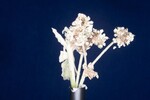 Eriogonum latifolium (IMG_0023.jpg)