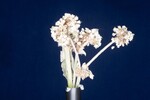 Eriogonum latifolium (IMG_0024.jpg)