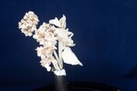 Eriogonum latifolium (IMG_0029.jpg)