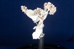 Eriogonum latifolium (IMG_0037.jpg)