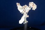 Eriogonum latifolium (IMG_0038.jpg)