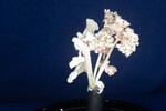 Eriogonum latifolium (IMG_0041.jpg)