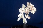 Eriogonum latifolium (IMG_0042.jpg)