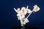 Eriogonum latifolium (IMG_0045.jpg)