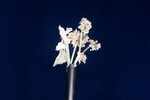 Eriogonum latifolium (IMG_0048.jpg)
