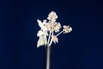 Eriogonum latifolium (IMG_0049.jpg)