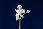Eriogonum latifolium (IMG_0050.jpg)