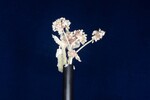 Eriogonum latifolium (IMG_0051.jpg)