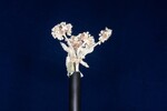 Eriogonum latifolium (IMG_0052.jpg)