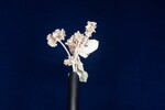 Eriogonum latifolium (IMG_0054.jpg)