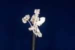 Eriogonum latifolium (IMG_0055.jpg)
