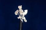 Eriogonum latifolium (IMG_0056.jpg)