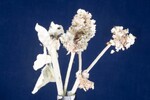 Eriogonum latifolium (IMG_0067.jpg)